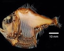 Afbeeldingsresultaten voor "argyropelecus affinis". Grootte: 126 x 100. Bron: fishesofaustralia.net.au