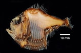 Image result for "argyropelecus affinis". Size: 158 x 105. Source: fishesofaustralia.net.au