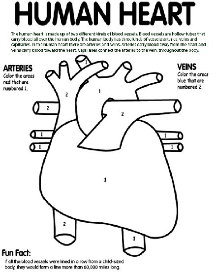 human heart coloring page crayolacom