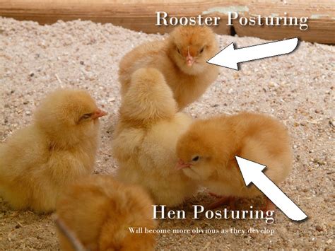 How To Sex Chickens 5 Methods To Determine Hen Or Rooster