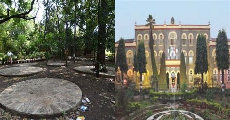 fully grown subabul trees  axed    pune college campus