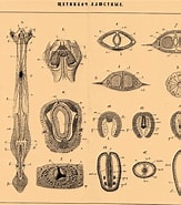 Afbeeldingsresultaten voor "sagitta Hexaptera". Grootte: 163 x 185. Bron: dic.academic.ru