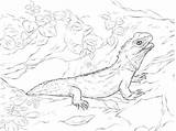 Coloring Pages Tuatara Water Dragon Northern Parentune Reptiles Worksheets Drawing sketch template