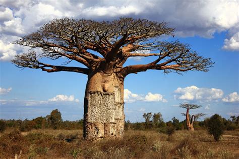 huile de baobab est ses bienfaits lmag