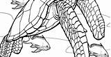 Fish Turtle Coloring sketch template