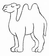 Coloring Camel sketch template