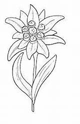 Edelweiss Flower Tattoo Coloring Eidelweiss Printable Clipart Pages Cliparts Flowers Edelweiß Austria Dessin Blanc Noir Et Embroidery Coloringpagesforadult Google Fleur sketch template