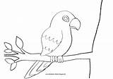 Papagei Ast Ausmalbild sketch template
