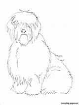 Coloring Sheepdog Pages English Old Getcolorings Printable 29kb 750px sketch template
