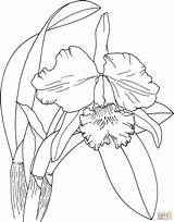 Orchid Outline Drawing Paintingvalley sketch template