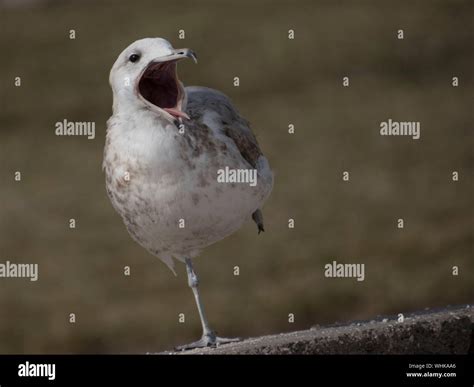 bird open mouth high resolution stock photography  images alamy