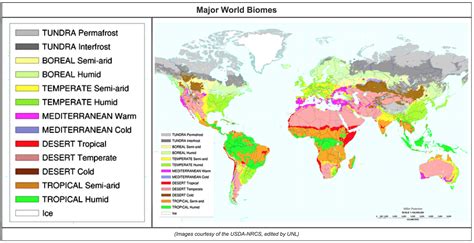 major biomes soil genesis  development lesson  global