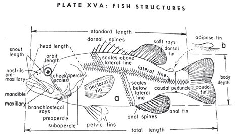 encyclopedian dictionary aquaculture fish anatomy