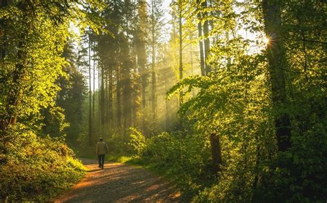 reasons    walk   woods  start forest hiking