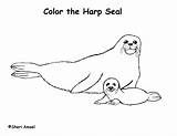 Seal Coloring Harp Click Graphics sketch template