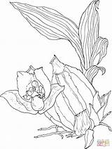 Lycaste Coloring Aromatica Orchid Pages Drawing sketch template