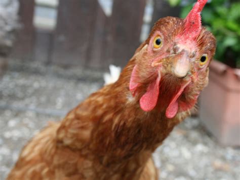 romania mp bribed voters   tons  chicken