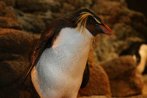 Penguin Blog