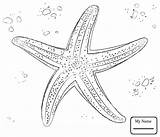 Starfish Coloring Drawing Fish Pages Found Getdrawings Kids Drawings sketch template