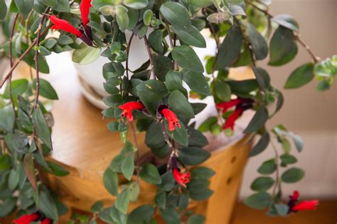 lipstick plant care growing guide