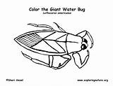 Water Bug sketch template