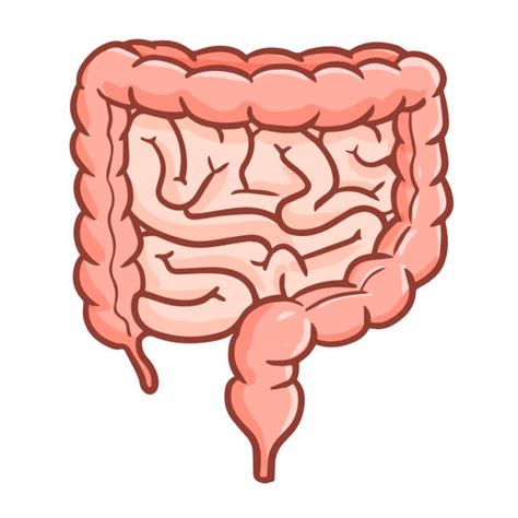 drawing of the intestines illustrations royalty free vector graphics