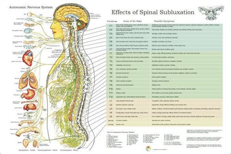 autonomic nervous system spinal subluxation symptoms poster chart
