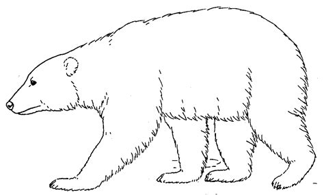 black bear coloring pages coloring home