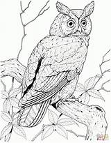 Owl Coloring Pages Eared Great Long Grey Printable Owls Perched Color Hawk Brown Bird Horned Short Designlooter Print Adult Adults sketch template