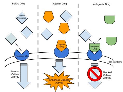 agonist antagonist wikipedia