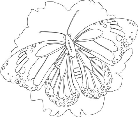 butterfly coloring pages learning printable