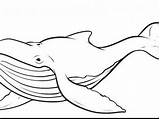 Whale Coloring Pages Drawing Adults Printable Line Humpback Getcolorings Color Print Getdrawings sketch template