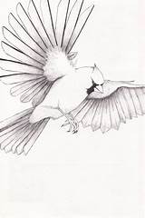 Cardinal Drawing Wings Imagixs Spreading Birds sketch template