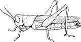 Grasshopper Belalang Simbol Kita Coloringpagesfortoddlers Kunjungi Gottesanbeterin Publik sketch template