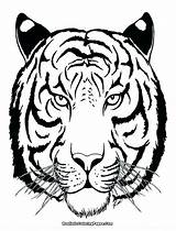 Tiger Coloring Pages Head Face Drawing Realistic Tooth Outline Adult Saber Siberian Line Printable Cute Color Adults Tigers Sabre Getdrawings sketch template