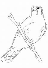 Sparrow Falge Kategorien Q2 sketch template