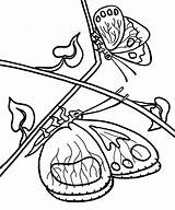 Coloring Butterfly Pages Printable Butterflies Kids Collection Girls Bestcoloringpagesforkids sketch template