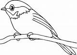 Robin Coloring Burung Gambar Mewarnai Hewan Sketsa Mewarna Binatang Anak Belajar Lucu Dan Kolase Diwarnai Contoh Ashgive Kenari Mari Flamingo sketch template