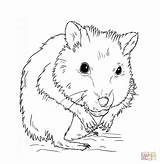 Criceto Hamster Disegnare sketch template