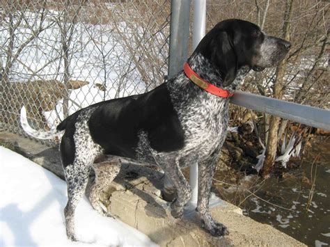 bluetick coonhound hounds  large size united states dogs