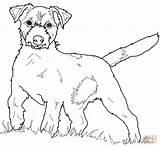 Jack Russell Terrier Coloring Pages Dog Color Printable Cairn Russel Irish Supercoloring Puppy Scottish Yorkie Drawing Colorings Setter Getcolorings Dogs sketch template