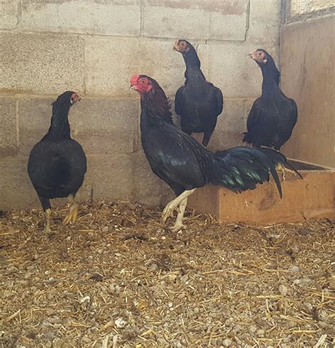 Dark Aseel Asil Chicken Chicks For Sale Cackle Hatchery