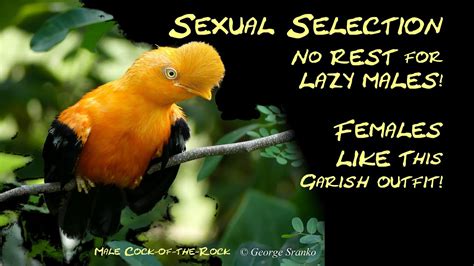 male birds attract females sexual selection  colors calls