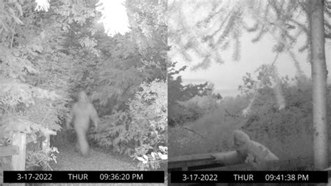 News Release Sasquatch Caught On Camera Roaming Through Restored