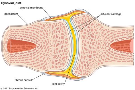 joint symphyses cartilage ligaments britannica