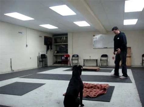 advanced obedience youtube