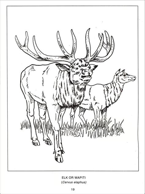 wildlife  canada coloring book spizzirri publishing