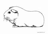 Guinea Pig Coloring Pages Printable Kids Adults Print Color sketch template