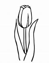 Tulip Tulipe Bunga Sketsa Mudah Imprimer Floraison Kumpulan Layu Mantul Clipartmag Beberapa sketch template