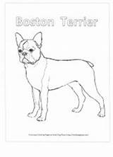 Terrier Boston Coloring Pages Puppy French Smalldogplace sketch template